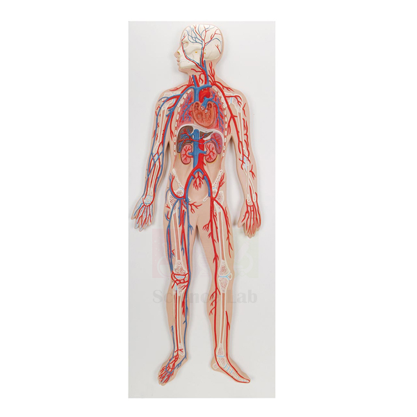 Human Circulatory System Model